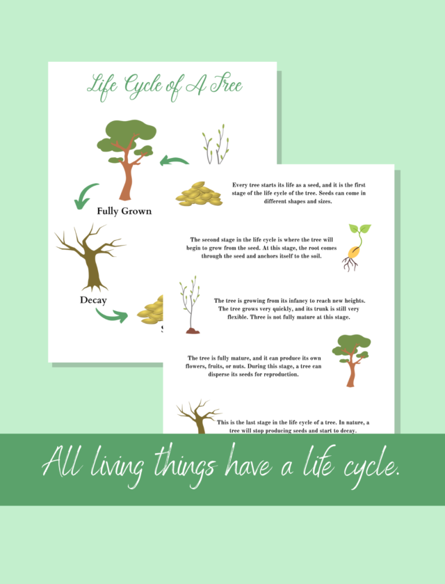 Life cycle of a tree graphic with each phase explained